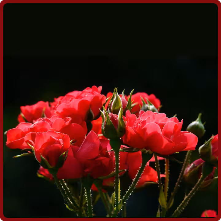 The beautiful flowers on black background
